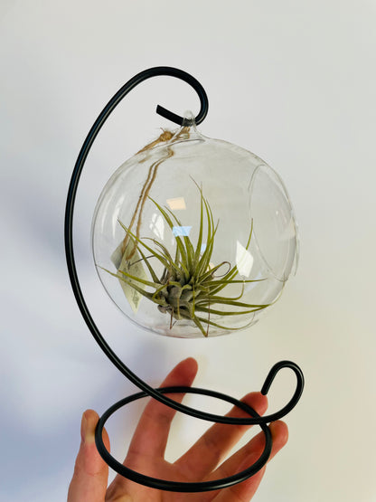 Bilde av Tillandsia i glasskule-Spanne Plantesalg