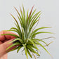 Bilde av Tillandsia ionantha-Spanne Plantesalg