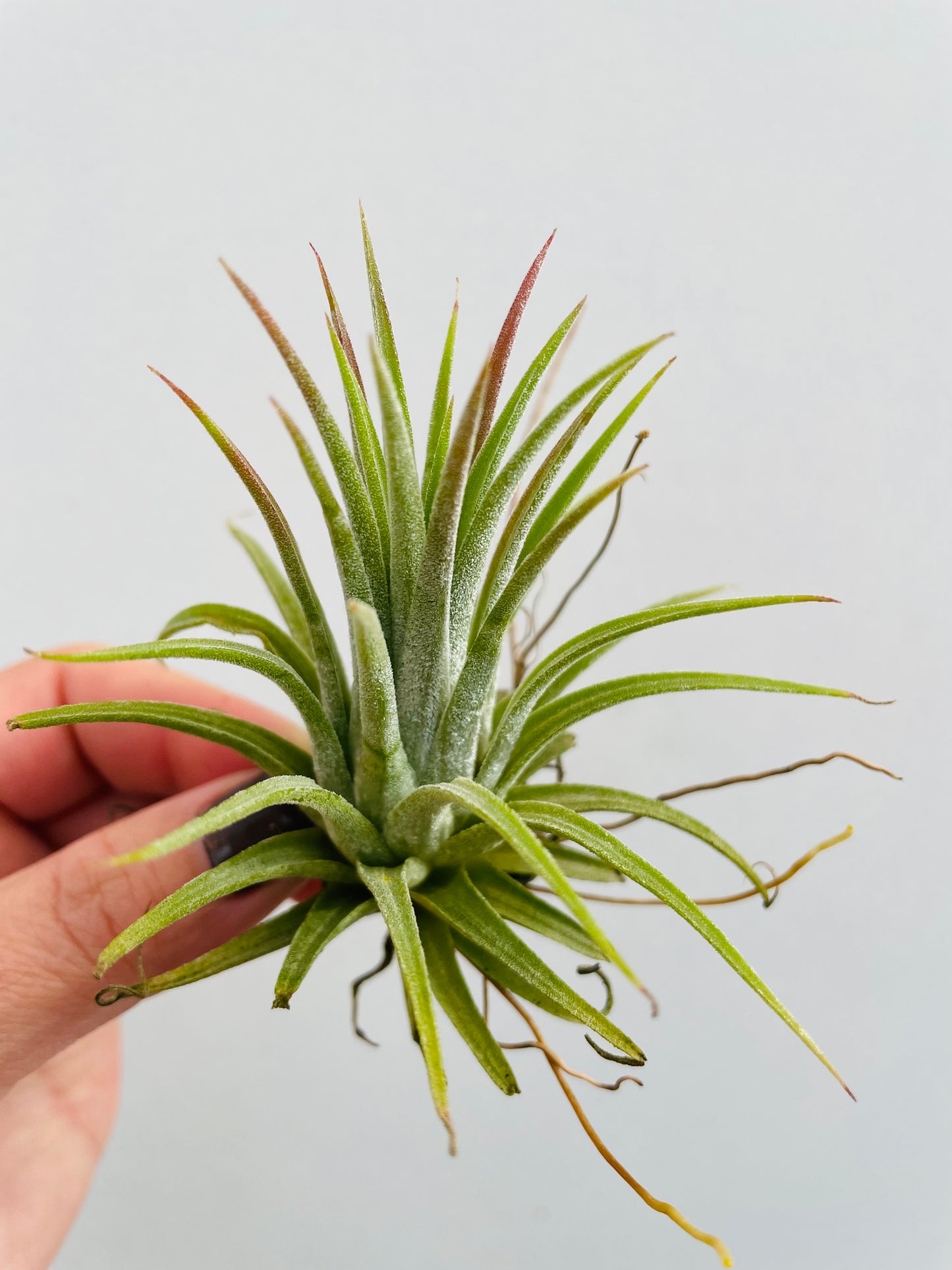 Bilde av Tillandsia ionantha-Spanne Plantesalg