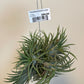 Bilde av Tillandsia Ionantha Large mix-Spanne Plantesalg