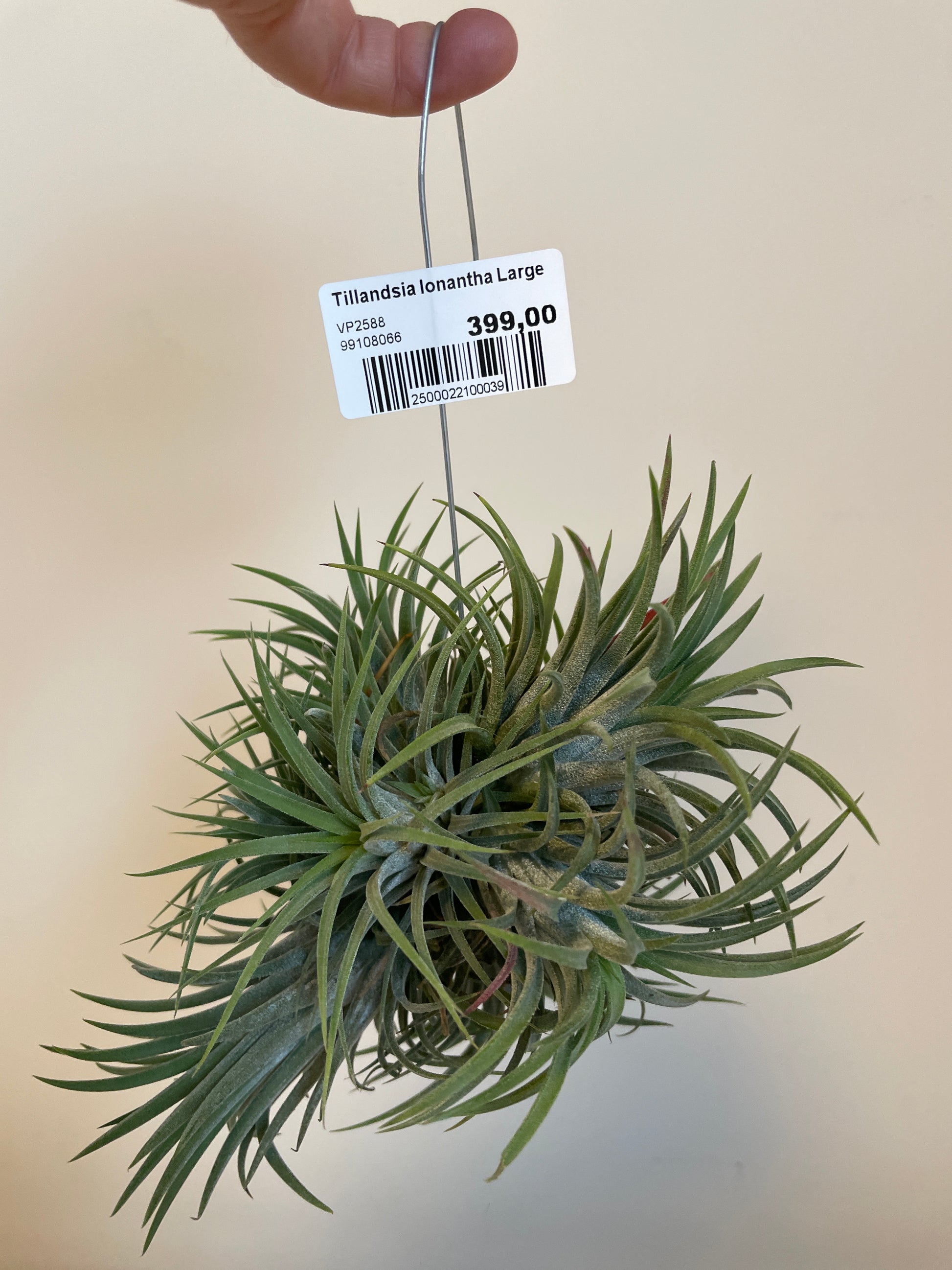 Bilde av Tillandsia Ionantha Large mix-Spanne Plantesalg