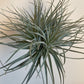 Bilde av Tillandsia Ionantha Large mix-Spanne Plantesalg