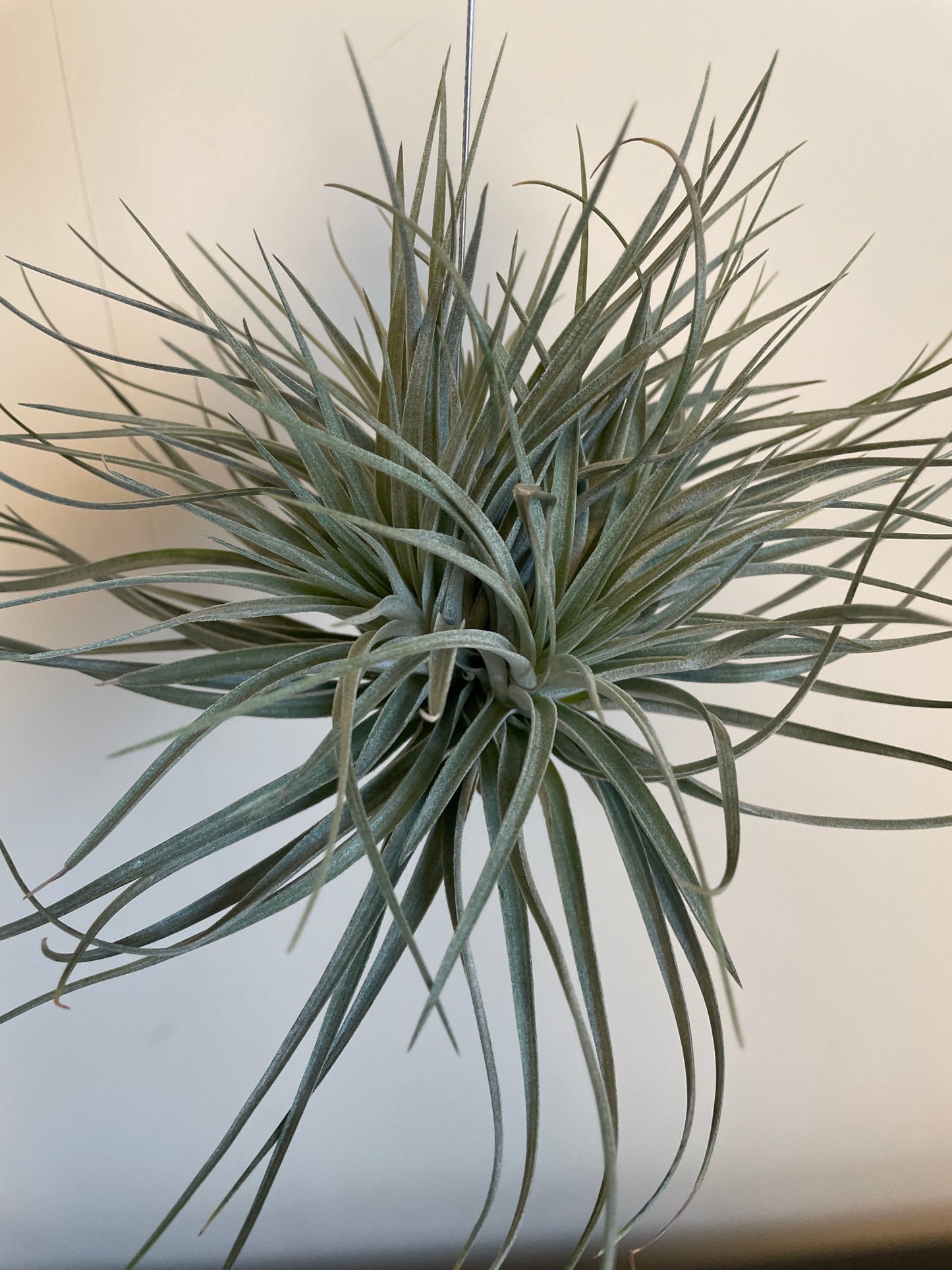 Bilde av Tillandsia Ionantha Large mix-Spanne Plantesalg