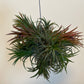 Bilde av Tillandsia Ionantha Large mix-Spanne Plantesalg