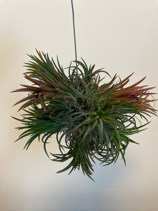 Bilde av Tillandsia Ionantha Large mix-Spanne Plantesalg