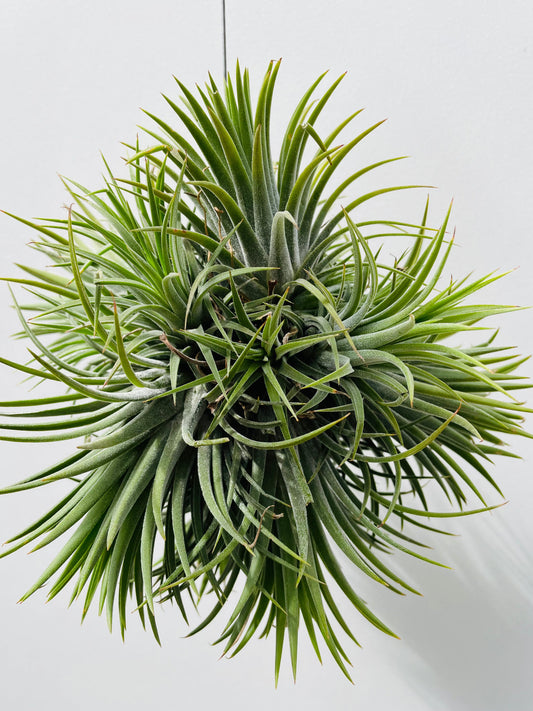 Bilde av Tillandsia ionantha ‘Magic Ball’-Spanne Plantesalg