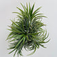 Bilde av Tillandsia ionantha mix-Spanne Plantesalg