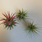 Bilde av Tillandsia Ionantha mix-Spanne Plantesalg