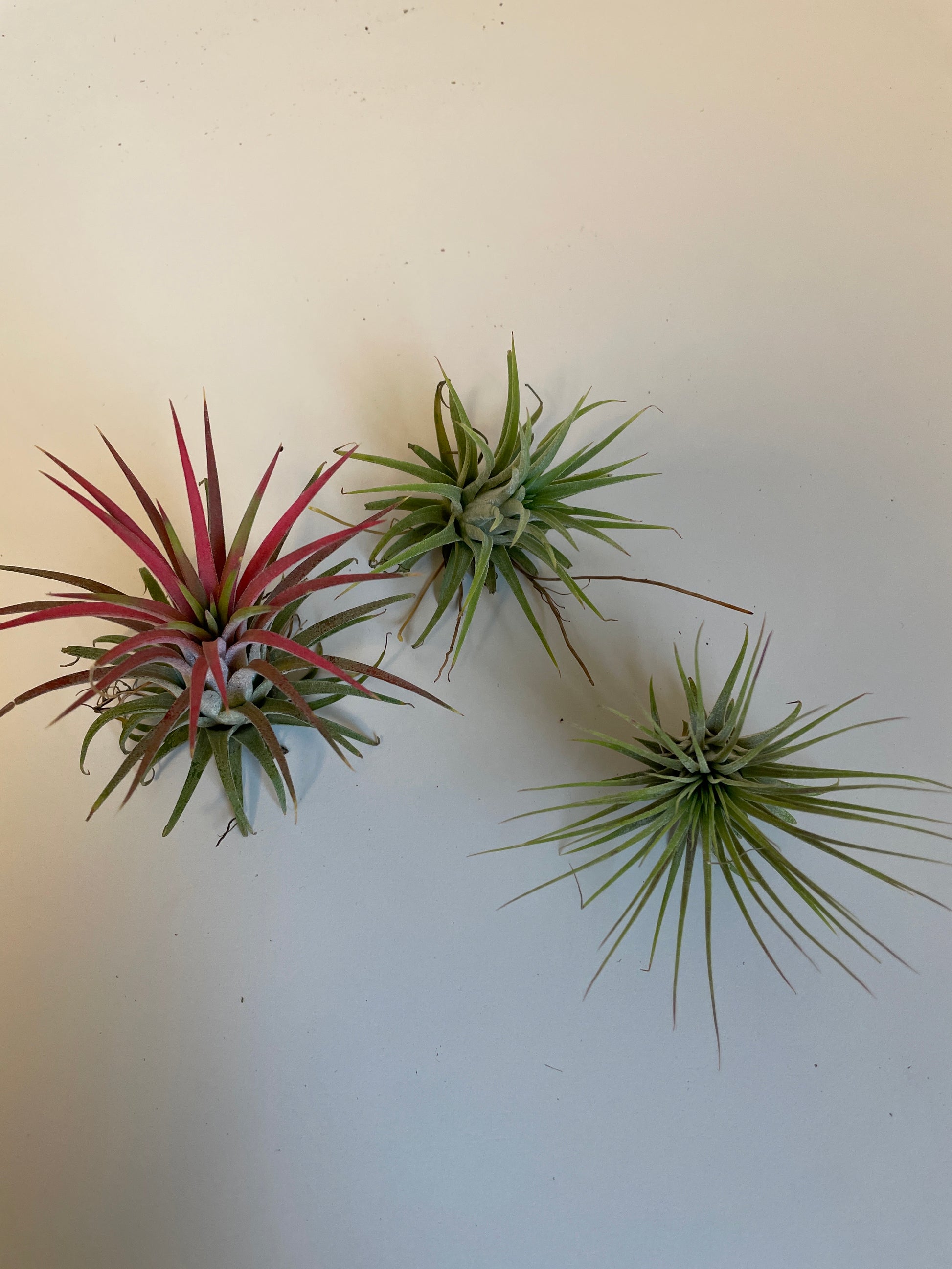 Bilde av Tillandsia Ionantha mix-Spanne Plantesalg