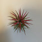 Bilde av Tillandsia Ionantha mix-Spanne Plantesalg