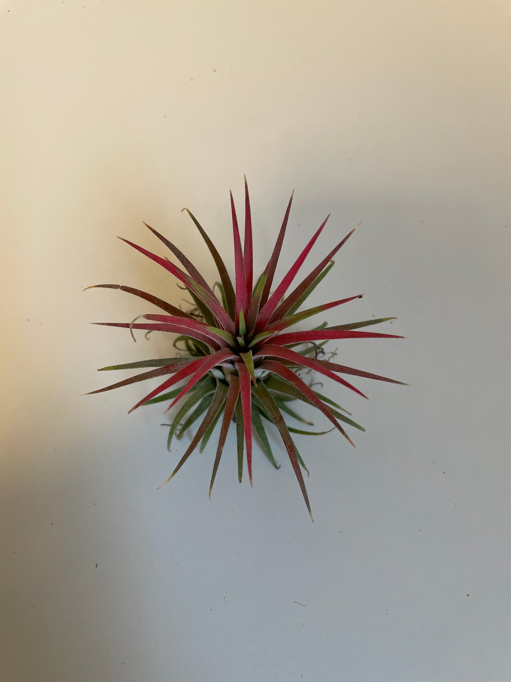 Bilde av Tillandsia Ionantha mix-Spanne Plantesalg