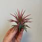Bilde av Tillandsia Ionantha mix-Spanne Plantesalg