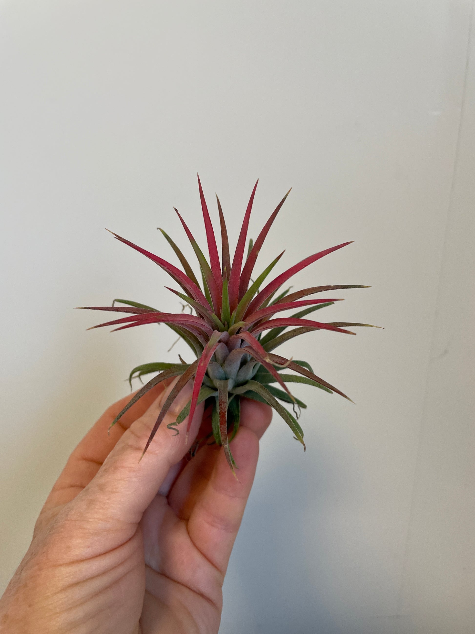 Bilde av Tillandsia Ionantha mix-Spanne Plantesalg