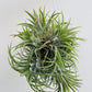 Bilde av Tillandsia ionantha mix-Spanne Plantesalg