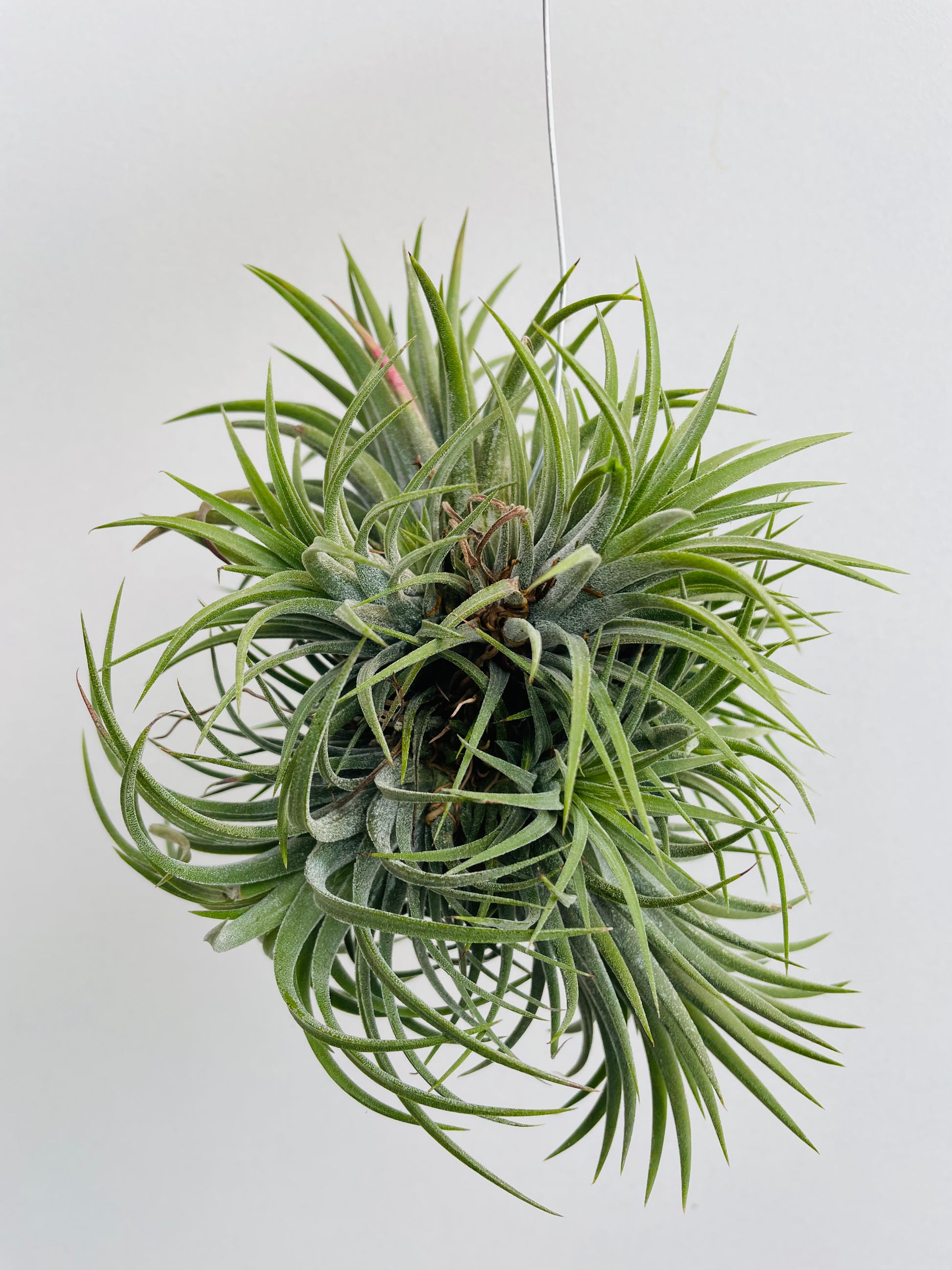 Bilde av Tillandsia ionantha mix-Spanne Plantesalg