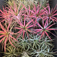 Bilde av Tillandsia Ionantha mix-Spanne Plantesalg