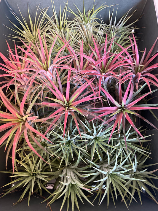 Bilde av Tillandsia Ionantha mix-Spanne Plantesalg