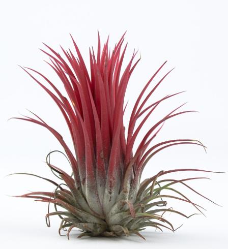 Bilde av Tillandsia ionantha-Spanne Plantesalg