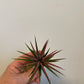 Bilde av Tillandsia Ionantha Rød-Spanne Plantesalg