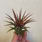 Bilde av Tillandsia Ionantha Rød-Spanne Plantesalg