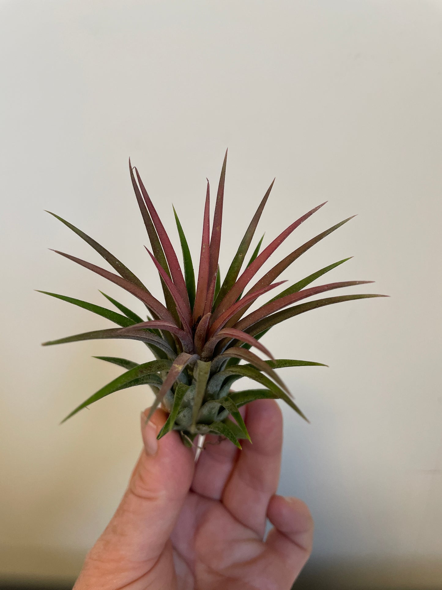 Bilde av Tillandsia Ionantha Rød-Spanne Plantesalg