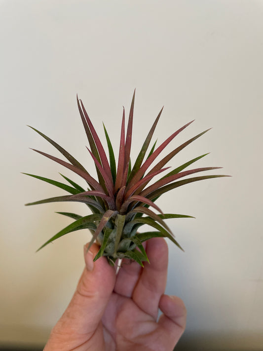 Bilde av Tillandsia Ionantha Rød-Spanne Plantesalg