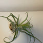 Bilde av Tillandsia Ionantha Streptophylla-Spanne Plantesalg