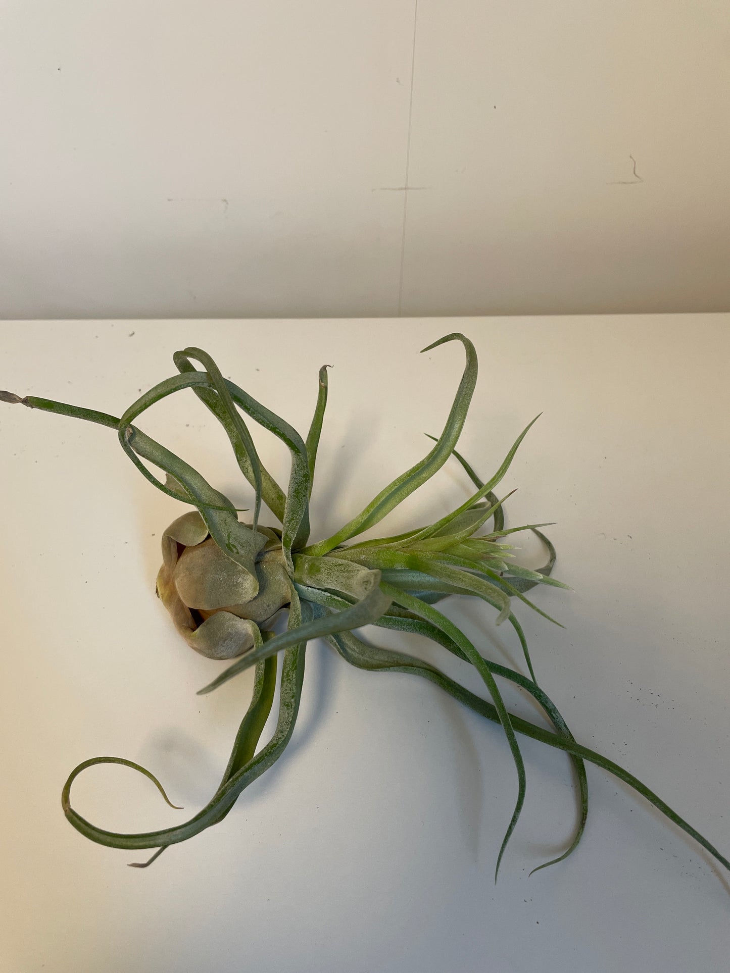 Bilde av Tillandsia Ionantha Streptophylla-Spanne Plantesalg
