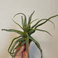 Bilde av Tillandsia Ionantha Streptophylla-Spanne Plantesalg
