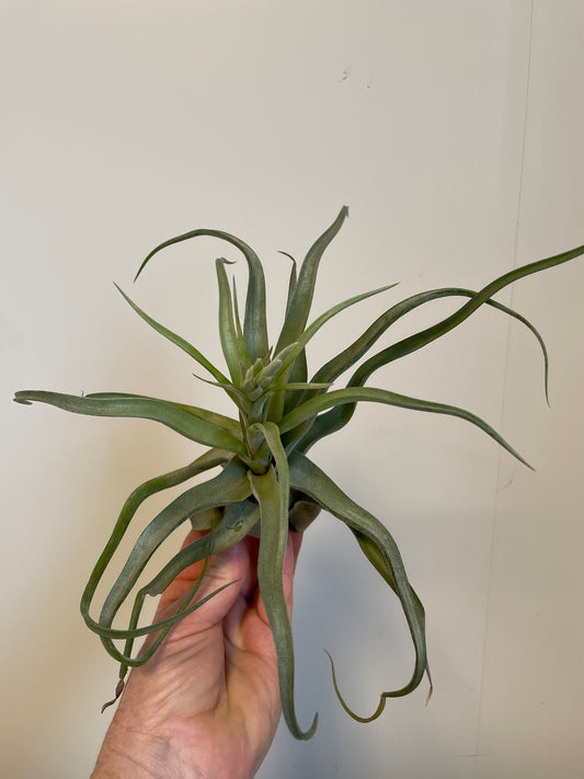 Bilde av Tillandsia Ionantha Streptophylla-Spanne Plantesalg