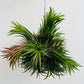 Bilde av Tillandsia ionantha Trio-Spanne Plantesalg