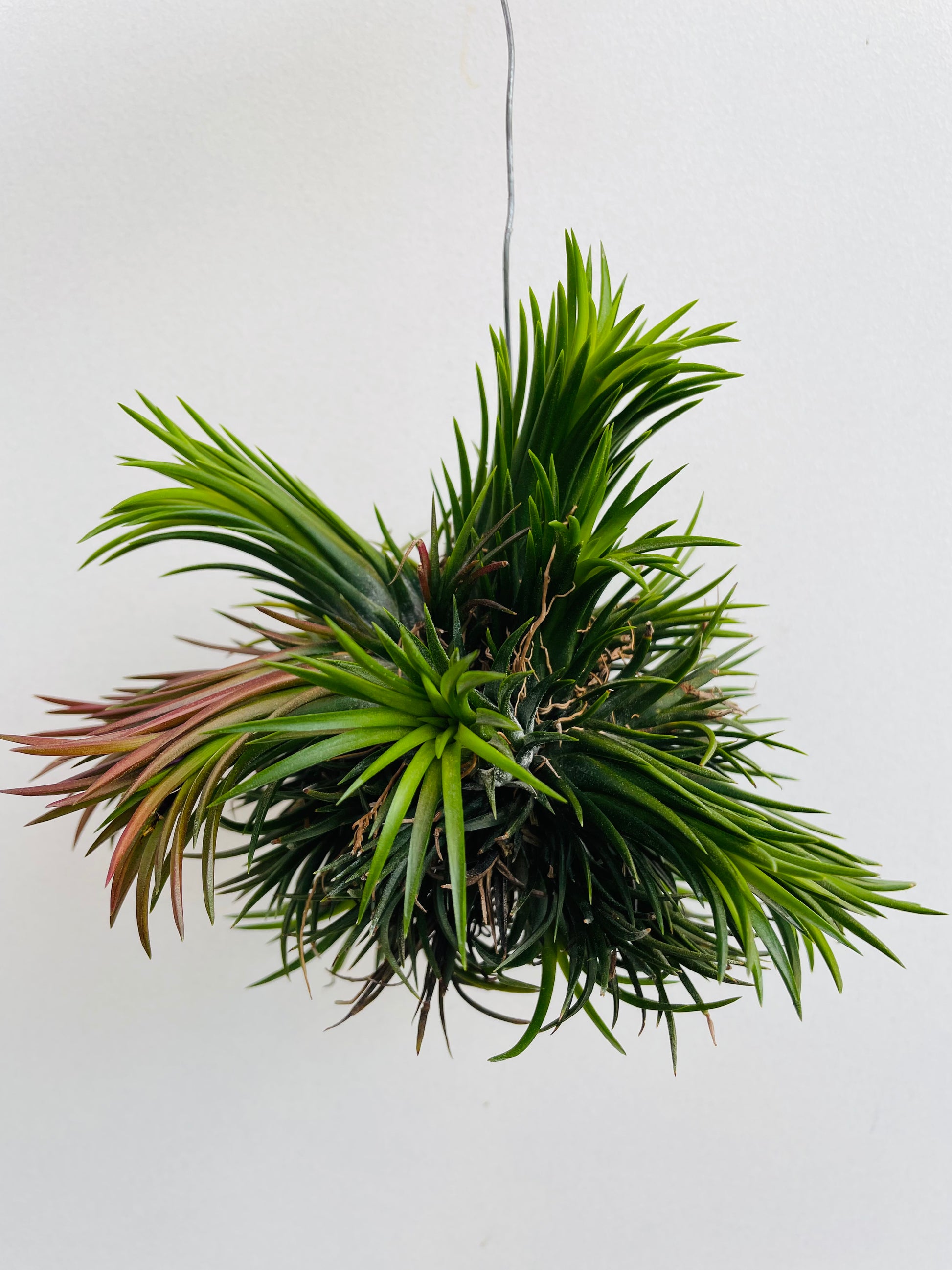 Bilde av Tillandsia ionantha Trio-Spanne Plantesalg