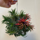 Bilde av Tillandsia Ionantha Trio-Spanne Plantesalg