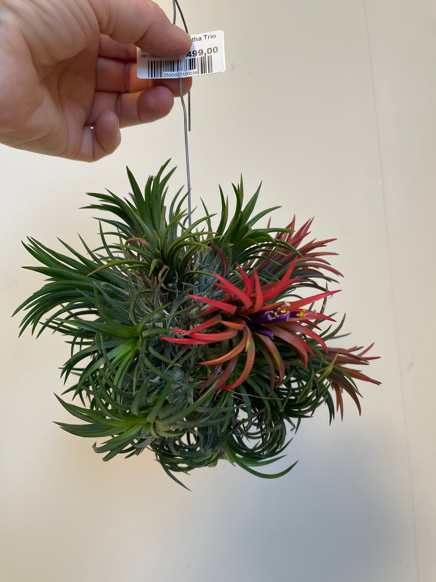 Bilde av Tillandsia Ionantha Trio-Spanne Plantesalg
