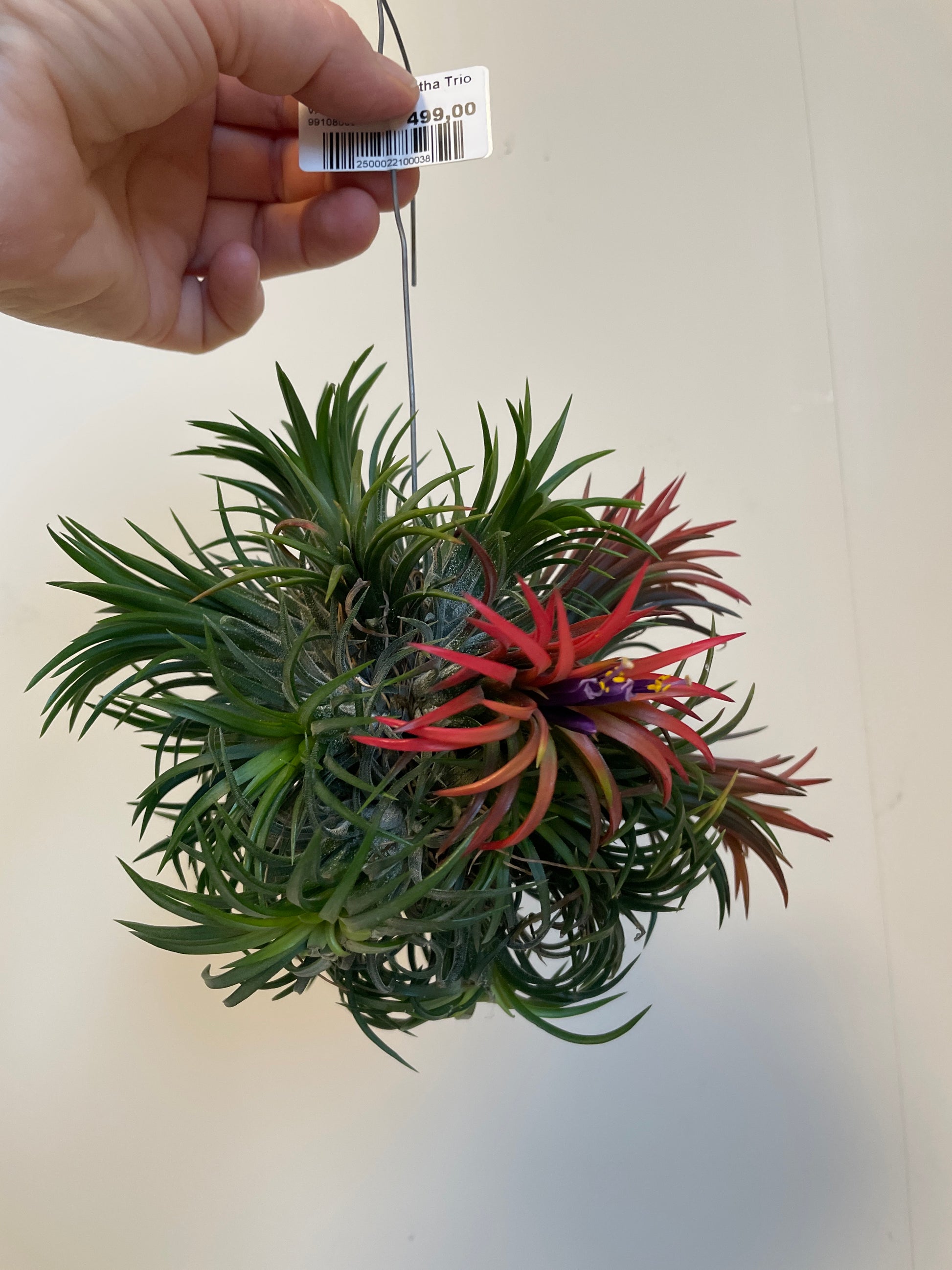 Bilde av Tillandsia Ionantha Trio-Spanne Plantesalg