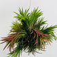 Bilde av Tillandsia ionantha Trio-Spanne Plantesalg