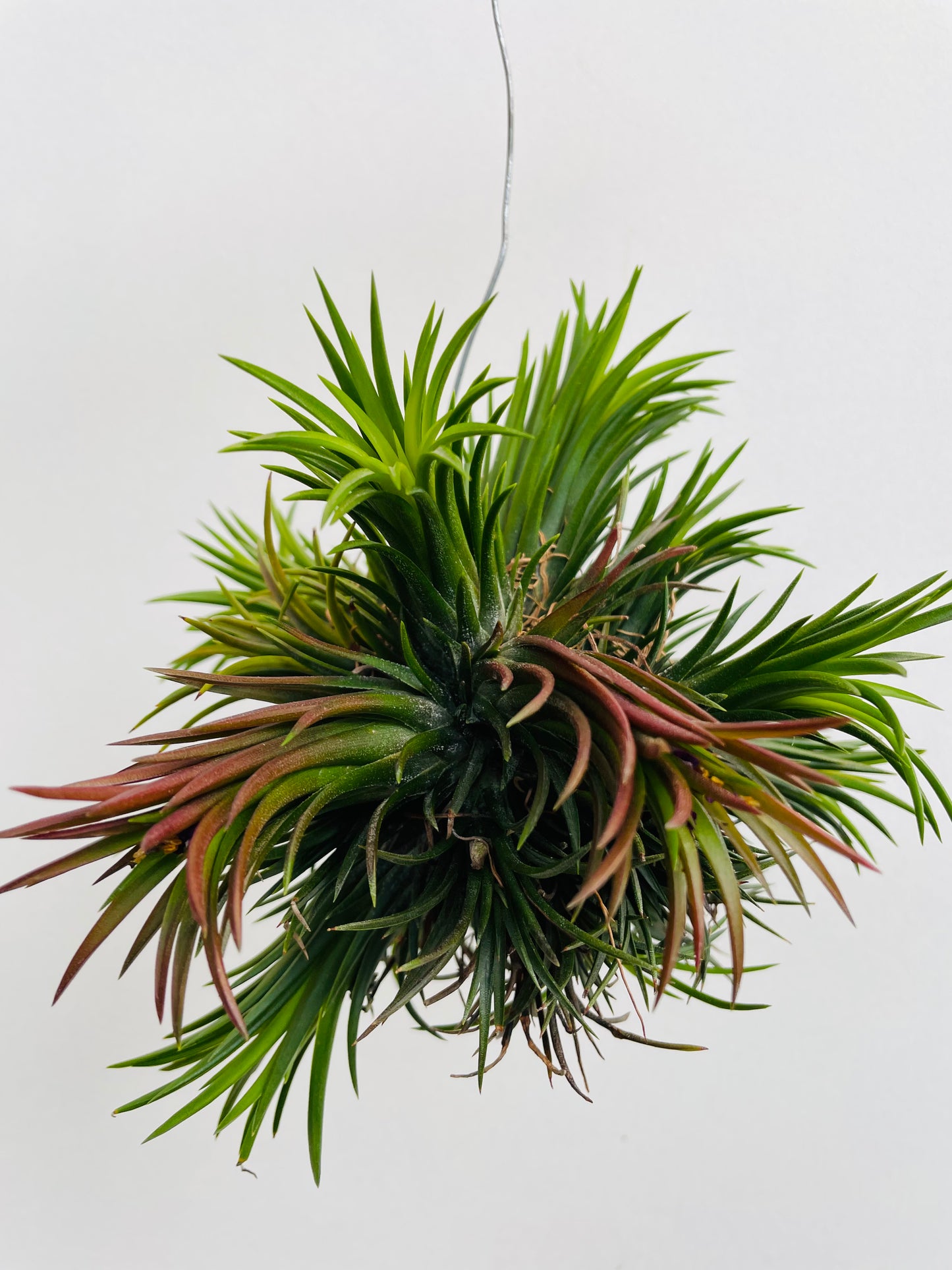 Bilde av Tillandsia ionantha Trio-Spanne Plantesalg