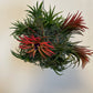 Bilde av Tillandsia Ionantha Trio-Spanne Plantesalg