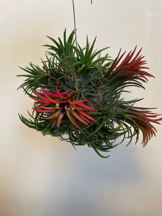 Bilde av Tillandsia Ionantha Trio-Spanne Plantesalg
