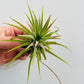 Bilde av Tillandsia ionantha-Spanne Plantesalg