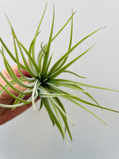 Bilde av Tillandsia ‘Kathy’-Spanne Plantesalg