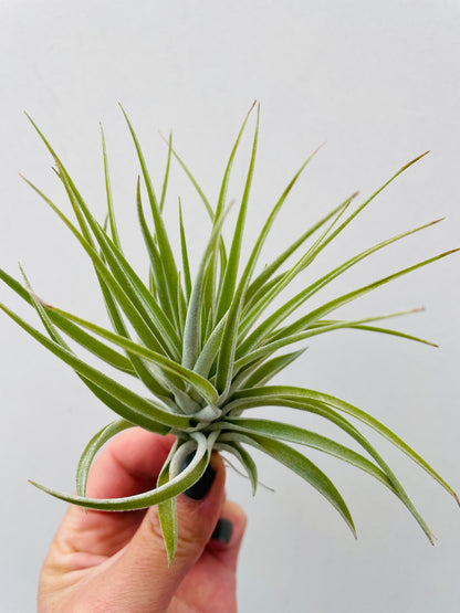 Bilde av Tillandsia ‘Kathy’-Spanne Plantesalg
