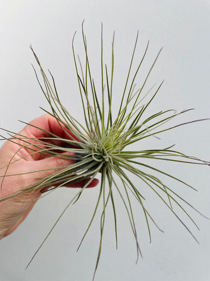 Bilde av Tillandsia Magnusiana-Spanne Plantesalg