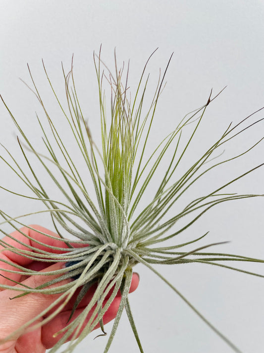 Bilde av Tillandsia Magnusiana-Spanne Plantesalg