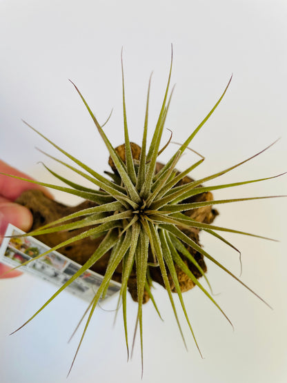 Bilde av Tillandsia på tre 3-Spanne Plantesalg