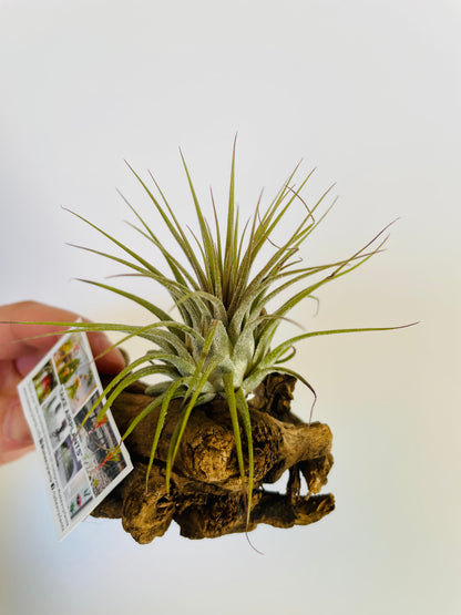 Bilde av Tillandsia på tre 3-Spanne Plantesalg