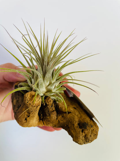Bilde av Tillandsia på tre 3-Spanne Plantesalg