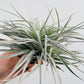 Bilde av Tillandsia ionantha ‘Silver’-Spanne Plantesalg