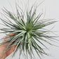 Bilde av Tillandsia ionantha ‘Silver’-Spanne Plantesalg
