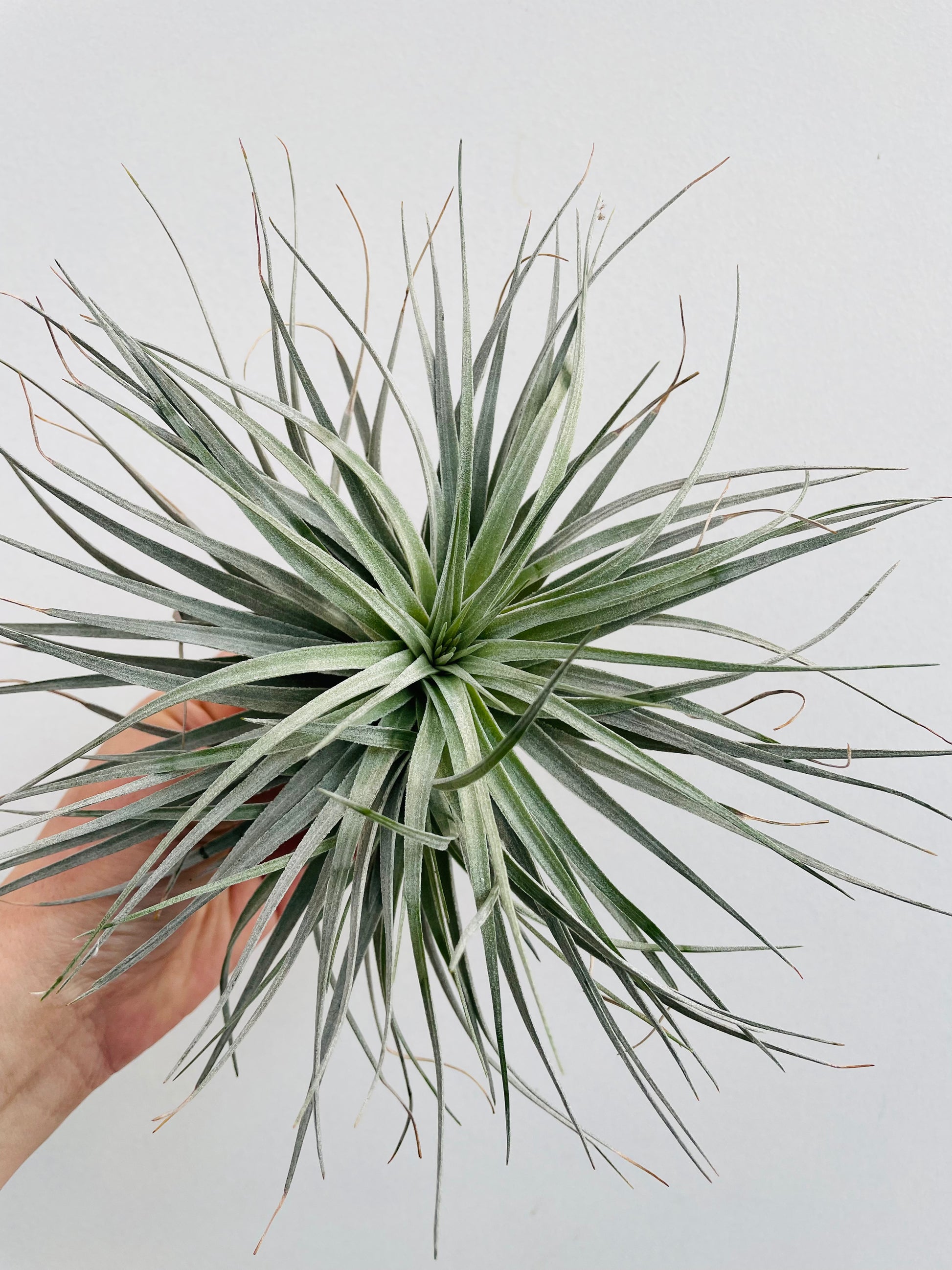 Bilde av Tillandsia ionantha ‘Silver’-Spanne Plantesalg